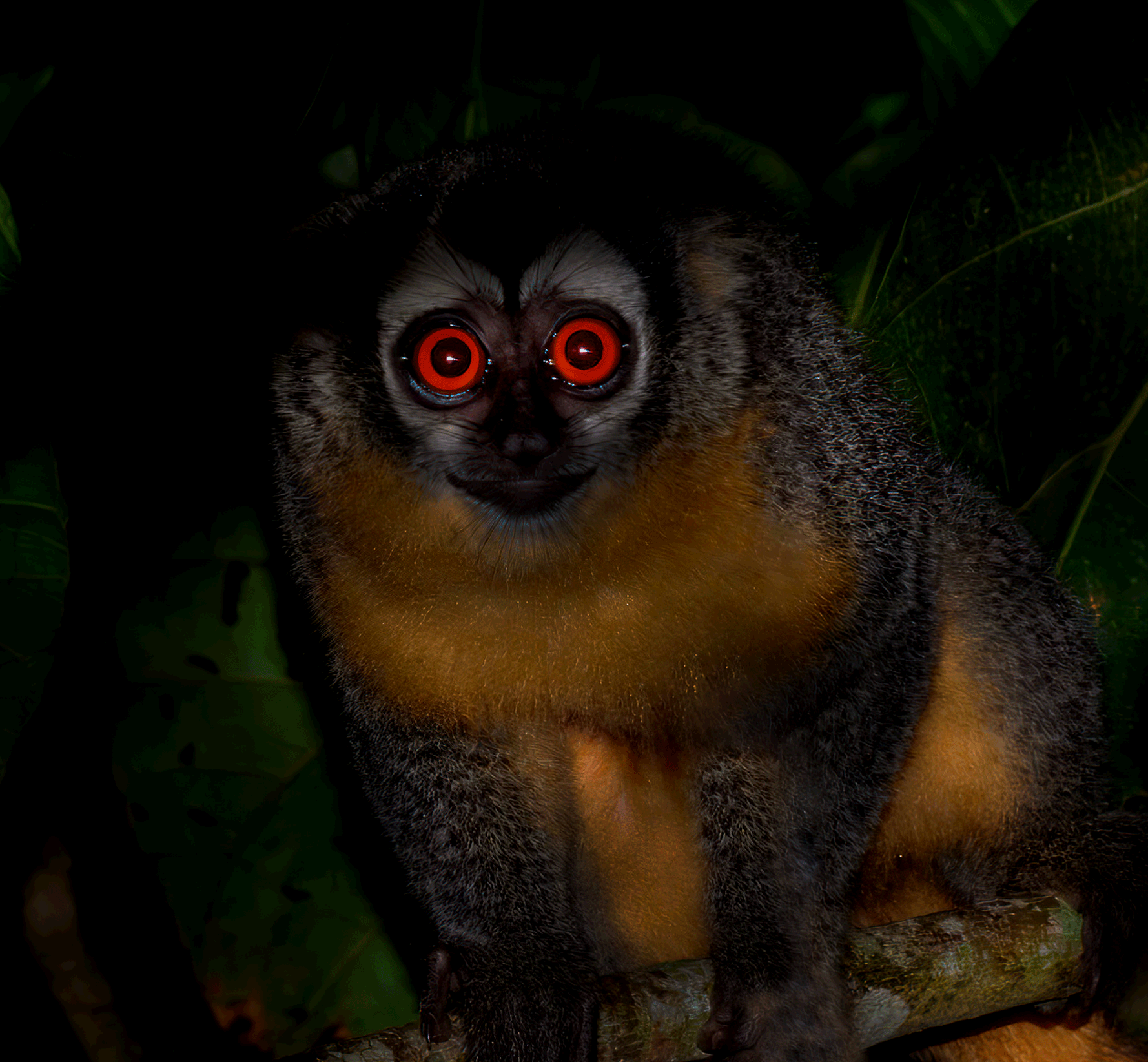 Monkey stare